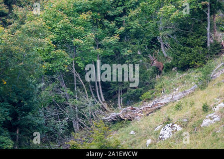 Grosser männlicher Hirsch 5/6 der Brunft in den Berner Alpen Stockfoto