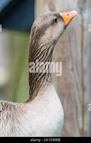 Graugänse beobachten Stockfoto