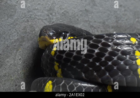 Closeup Mangrove Schlange oder Gold beringt Cat Schlange zusammengerollt auf dem Boden, selektiven Fokus Stockfoto