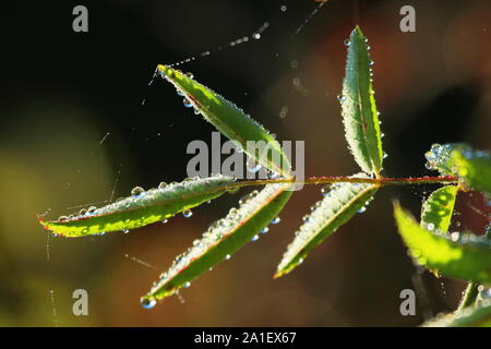 Tautropfen auf Rose hip Blätter Stockfoto