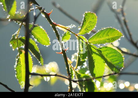 Tautropfen auf Rose hip Blätter Stockfoto