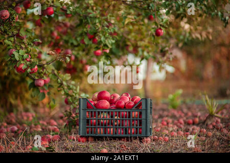 Herbst Ernte von rote Äpfel in einem Korb, unter einem Baum im Garten, auf einer unscharfen Hintergrund, am Ende der Mittag Sonnenlicht. Kommissionierung Äpfel in der Garde Stockfoto