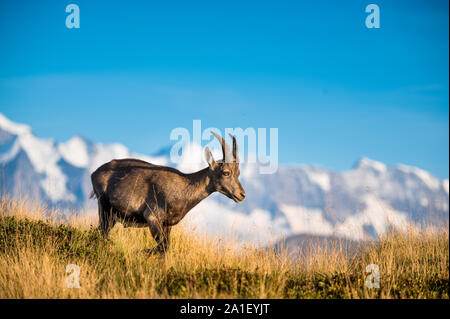 Steinbock auf Wiese vor Berner Alpen Stockfoto