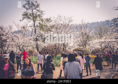 Sakura Kirschblüte im Prince Bay Park in Hangzhou, China blühende Stockfoto