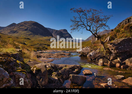 Rowan Tree von einem großen Felsen, Glencoe, Schottland. Hochland Stockfoto