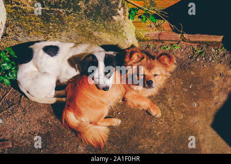 Hunde schlafen im Hinterhof in einem Café in Da Lat, Vietnam. Royalty hochwertige Foto Bild des Tieres. Stockfoto