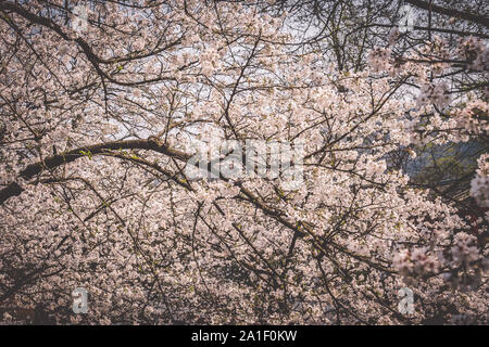 Sakura Kirschblüte im Prince Bay Park in Hangzhou, China blühende Stockfoto