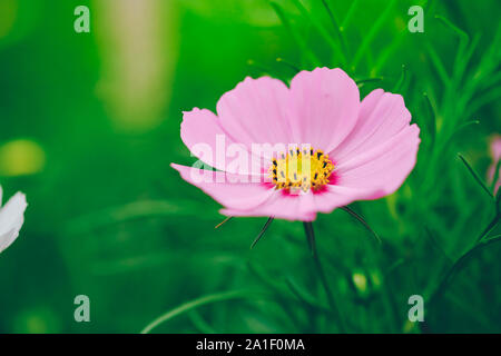 Close up Cosmos flower mit weichen selektiven Fokus und Hintergrund. Royalty hochwertige Foto Bild Makrofotografie von Kosmos Blume Stockfoto