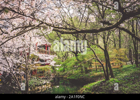 Sakura Kirschblüte im Prince Bay Park in Hangzhou, China blühende Stockfoto