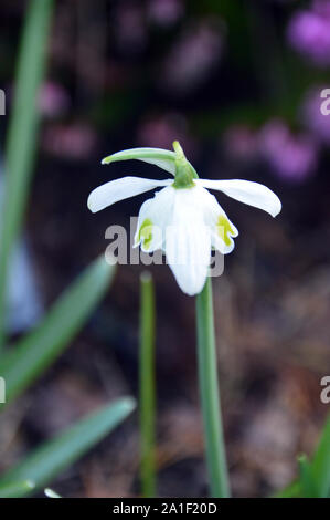 Single Schneeglöckchen Galanthus' Hippolyta' in einer Grenze wächst im RHS Garden Harlow Carr, Harrogate, Yorkshire. England, Großbritannien Stockfoto