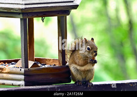 Ein rotes Eichhörnchen "Tamiasciurus hudsonicus", Fütterung auf Samen von einem Bird Feeder in ländlichen Alberta, Kanada. Stockfoto