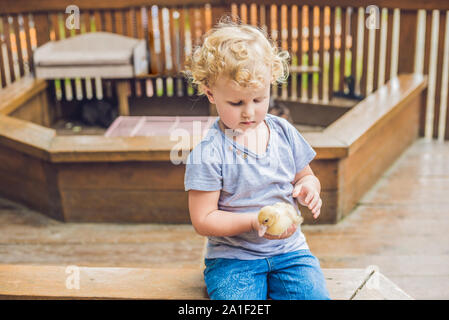 Kleinkind Mädchen spielen mit den Entenküken im Streichelzoo. Stockfoto