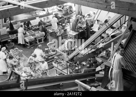 Werkshalle der Konservenfabrik C... Lampe in Braunschweig, Deutschland 1939. Workshop der Konservenfabrik C... Lampe in Braunschweig, 1939. Stockfoto