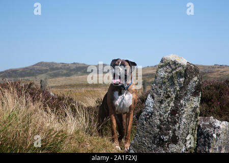 Held schoss der Boxer Hund auf Bodmin Moor Stockfoto