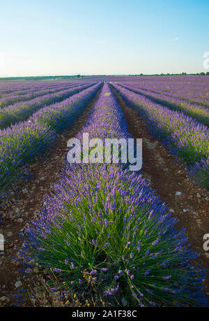 Lavendel-Feld. Brihuega, Provinz Guadalajara, Castilla La Mancha, Spanien. Stockfoto