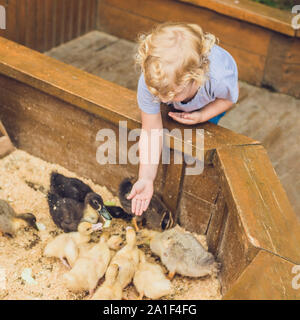 Kleinkind Mädchen spielen mit den Entenküken im Streichelzoo. Stockfoto