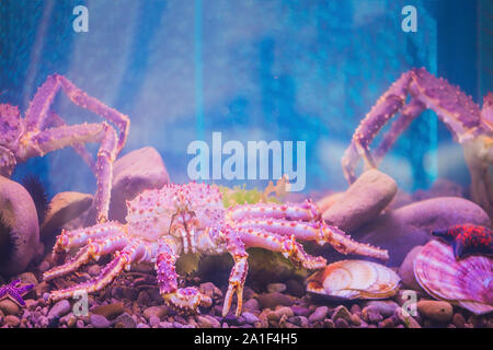 Großen lila Meer Krebse im Aquarium. Stockfoto