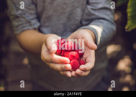 Kind-Kommissionierung-Himbeere. Kinder wählen Sie frisches Obst auf Bio Himbeeren Bauernhof. Kinder im Garten und Ernte von Beeren. Kleinkind Kind essen Reife gesunde b Stockfoto