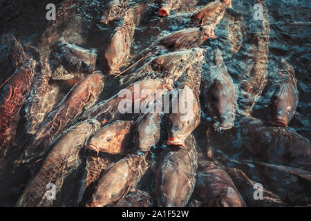 Karpfen in einem Teich von kenrokuen Garten in Kanazawa, Japan Stockfoto