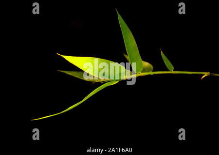 Asiatische Hintergrund. Grüner Bambus Niederlassungen auf schwarzem Hintergrund mit Kopie Platz für Text. Stockfoto