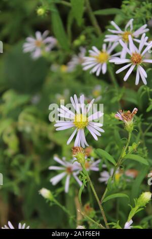 Gemeinsame Michaelmas Daisy-Symphyotrichum Salignum - Sheffield fünf Wehre weg - am Kanal Stockfoto