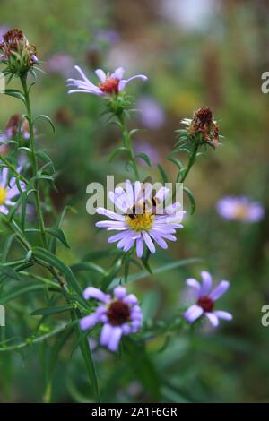 Gemeinsame Michaelmas Daisy-Symphyotrichum Salignum - Sheffield fünf Wehre weg - am Kanal Stockfoto