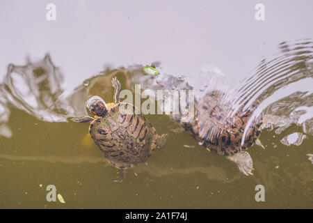 Wasserschildkröten schwimmen im Teich von Hong Kong. Stockfoto