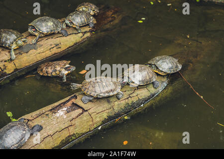 Western Teich Schildkröten die Sonne genießen, Hong Kong Stockfoto