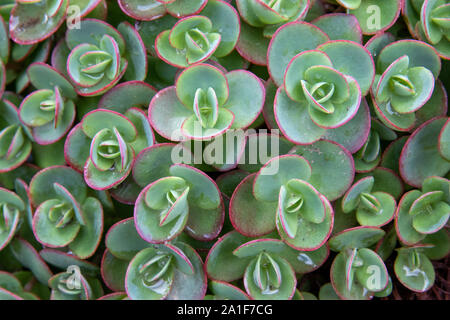 Mauerpfeffer, Sedum, Bodendecker, Teppiche Blumenbeet im Garten Stockfoto