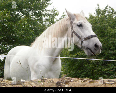 Wunderschöne reinrassige Weiße Blutkörperchen Pferd in Asturien. Juli 5, 2010. Asturien, Spanien, Europa. Reisen Tourismus Street Fotografie Stockfoto