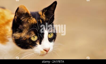 Dreifarbige Katze Nahaufnahme Kopf hoch. Maneki Neko kitty. Stockfoto