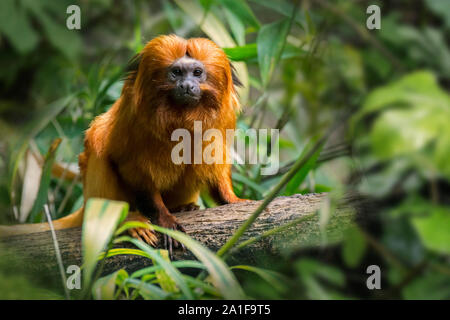 Golden lion tamarin/golden marmoset (Leontopithecus Rosalia/jaccus geführt Rosalia brasiliensis) im tropischen Regenwald, beheimatet in Brasilien Stockfoto