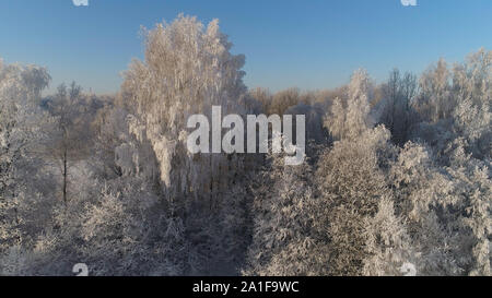 Luftbild Winter Landschaft Bäume mit Schnee im Land abgedeckt. Winter Forest an einem sonnigen Tag. Stockfoto