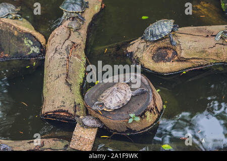 Western Teich Schildkröten die Sonne genießen, Hong Kong Stockfoto