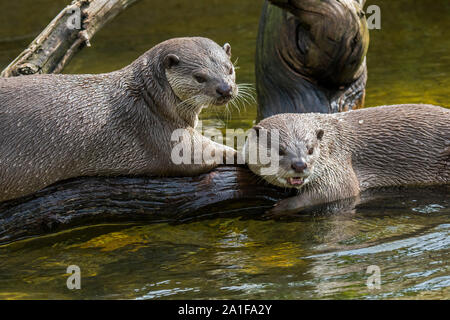 Zwei glatte beschichtete Fischotter (Lutrogale perspicillata/Lutra perspicillata) im Fluss native auf den indischen Subkontinent und Südostasien Stockfoto