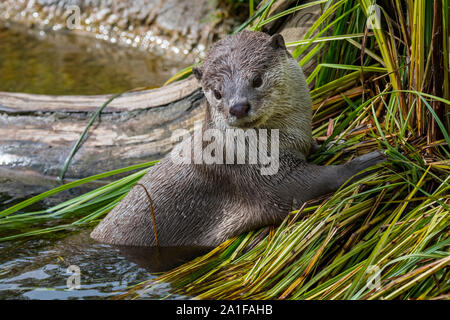 Glatte beschichtete Fischotter (Lutrogale perspicillata/Lutra perspicillata) Jagd entlang der Ufer, native auf den indischen Subkontinent und Südostasien Stockfoto