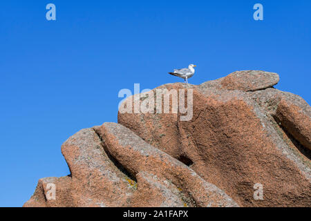 Europäische Silbermöwe (Larus argentatus) auf den Felsen entlang der atlantischen Küste bei Ploumanac'h thront, Côtes-d'Armor, Bretagne, Frankreich Stockfoto