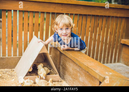 Toddler boy streichelt und Spielen mit Küken im Streichelzoo. Konzept der Nachhaltigkeit, Liebe zur Natur, die Achtung für die Welt und die Liebe zu anim Stockfoto