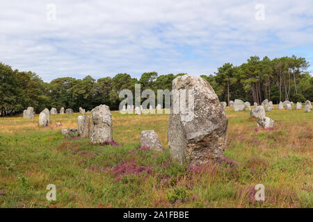 Menhire der Alignements von Kerlescan, Zeilen der stehenden Steine, der größten Megalithen in der Welt, Carnac, Bretagne, Frankreich Stockfoto