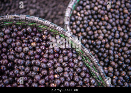 Acai Beeren, eine exotische Frucht von Amazon, auf Körbe Stockfoto