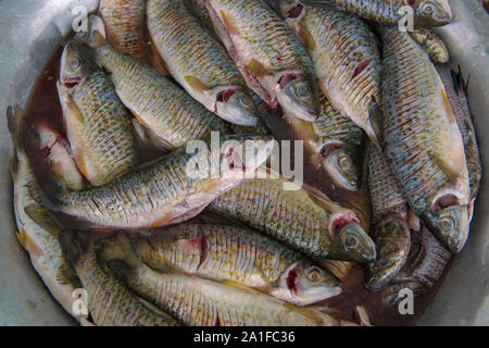 Frische Fische in ein Becken mit Wasser Stockfoto