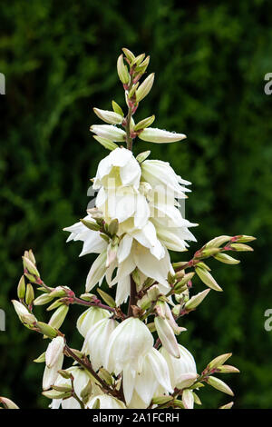 Nahaufnahme der Blumen mit Regen fällt auf ein blühender Yucca Pflanze in einem Garten in Winkler, Manitoba, Kanada. Stockfoto