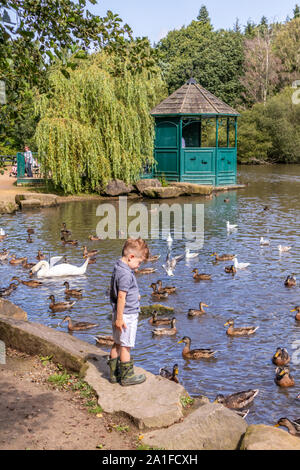 Ein kleiner Junge füttern die Enten auf dem See im Golden Acre Park, Leeds, West Yorkshire GROSSBRITANNIEN Stockfoto