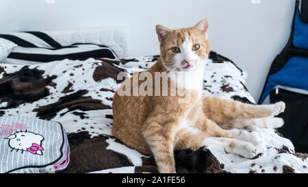 Ginger cat weirdly saß auf dem Bett und sieht niedlich Stockfoto