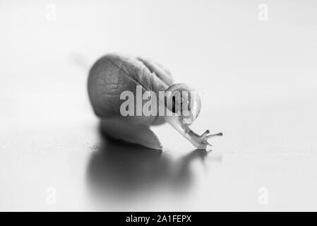 Kleine Schnecke reiten auf einem großen Schnecke. Die großen Schnecke kümmert sich um die Kleinen. Flache Tiefenschärfe Stockfoto