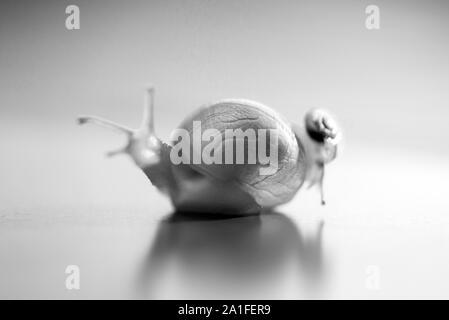 Kleine Schnecke reiten auf einem großen Schnecke. Die großen Schnecke kümmert sich um die Kleinen. Flache Tiefenschärfe Stockfoto