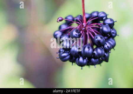 Acanthopanax senticosus, auch als Sibirischer Ginseng, Eleutherococcus senticosus Beeren sind ein weit verbreitetes Kraut in der traditionellen chinesischen Medizin. Stockfoto