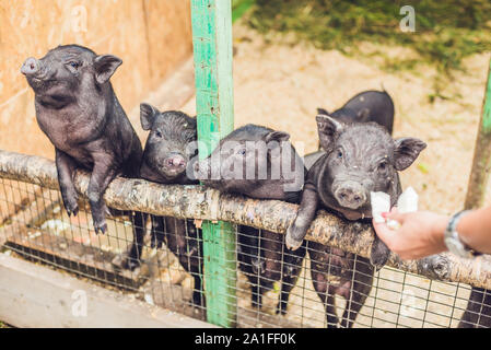 Kleine schwarze Schweine stehen auf einem Holzzaun auf einer Farm. Stockfoto