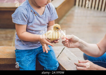 Kleinkind Mädchen spielen mit den Entenküken im Streichelzoo. Stockfoto