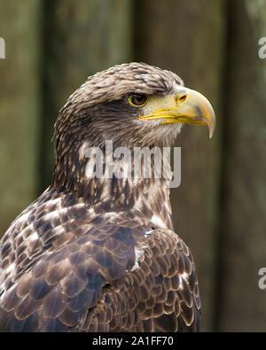 Weißkopfseeadler Jugendlicher in der Nähe mit seinem Kopf, Augen, Schnabel, Gefieder mit Ein schönes Bokeh in seiner Umwelt und Umgebung. Stockfoto